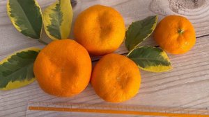 Мандарин "Уншиу" вариегатный / С. unshiu "Foliis variegatis" ?