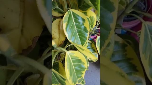 Rubber Plant/Tree Ficus Altissima (lemonlime) Cuttings| #shorts