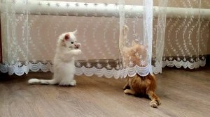Котята так сильно дерутся после пробуждения. часть 1