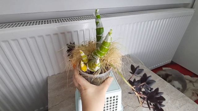 Орхидея ЧЕРНАЯ ЖЕМЧУЖИНА (Fredclarkeara After Dark) Фредкларкеара Афтер Дарк цветение. смотреть онлайн