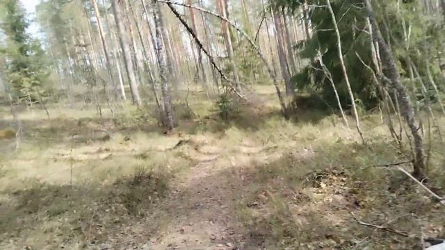 #озеро #Рыбачье #Выборгскийрайон #Ленинградскаяобласть #Рощинскоенгородскоепоселение #лес