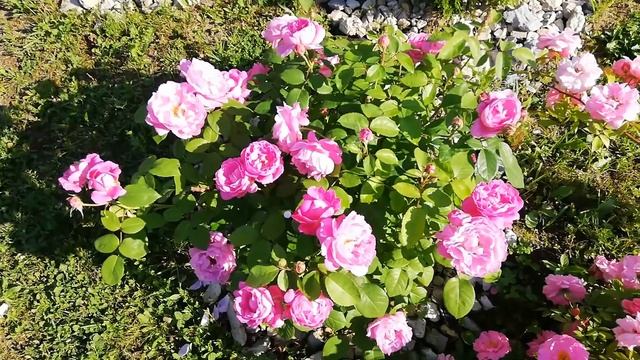 Английская роза - "Мэри Роуз" (Mary Rose) смотреть онлайн