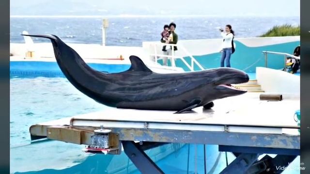 Океанариум Окинава Тюрауми. Обзор смотреть онлайн