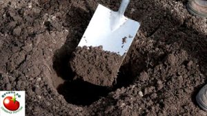 Что я кладу в лунку при высадке рассады помидор?