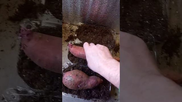 клубни батата на рассаду