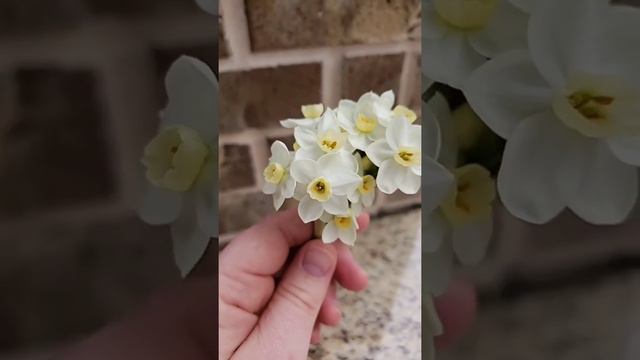 Minnow Narcissus... the cutest little daffodils with the BIGGEST most beautiful smell! #flowers смотреть онлайн