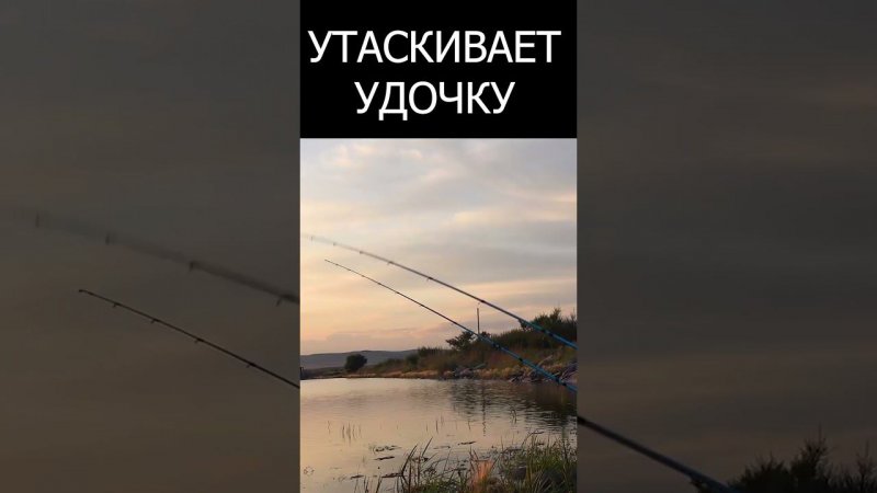 УТАСКИВАЕТ УДОЧКУ ПРИ ПОКЛЁВКАХ #shorts  #рыбалка #поклёвка #фидер