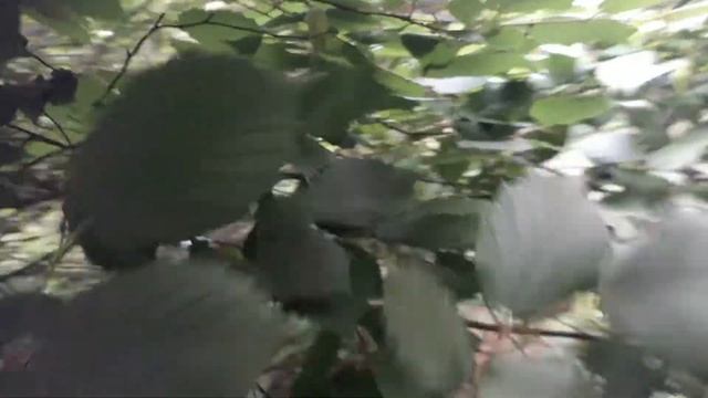 Лещина американская, разнолистная, рогатая. Небольшой обзор смотреть онлайн