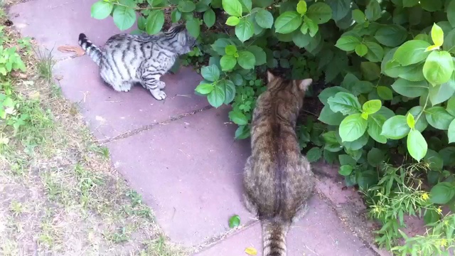 Коты есть коты смотреть онлайн