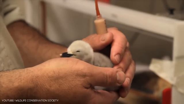 10 Cutest Baby Animals That Will Make You Go Aww #2