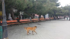 СУПЕРПЁС! Underdog! Крым г. Алушта,  Набережная 18 марта 2016г.