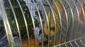Первый день жизни зебровых амадин