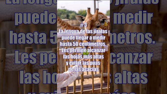 Top 7: Curiosidades sobre las jirafas #curiosidades #datoscuriosos #jirafas #animales #mamíferos