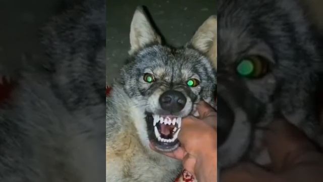 Wolf.mp4 смотреть онлайн