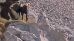 Охота орлов на горных козлов