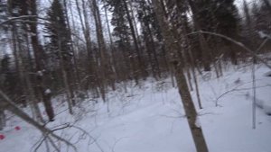 Загонная охота на волка