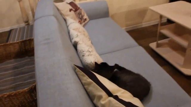 Zoki cat cafe Киров (котокафе, тайм-кафе).