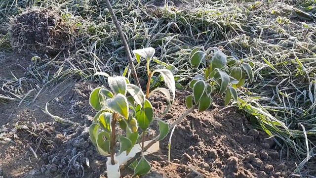 Морозное утро. Успела посадить кустарники, но не все смотреть онлайн