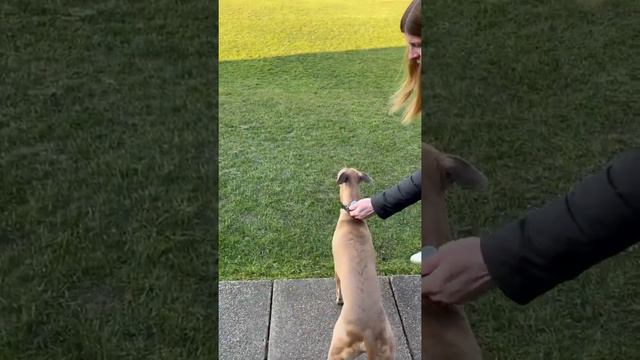 Whippet Runs 110m in 9 Seconds!!