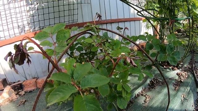 Заморозки в мае. Что делать с розами? смотреть онлайн