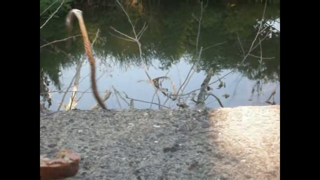 жесть# на рыбалке# змея vs окунь смотреть онлайн