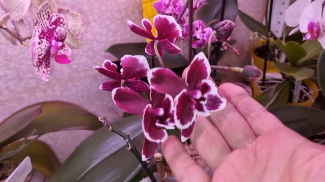 Обзор | ОРХИДЕИ | Цветём и пахнем смотреть онлайн