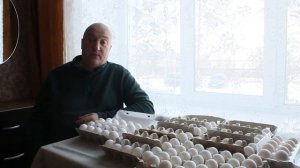 Продаю инкубационное яйцо самой высокопродуктивной яйценоской породы кур в мире.
