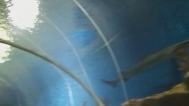 Санкт-Петербургский Океанариум