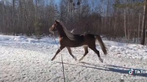 Бег рысью / молодая лошадь