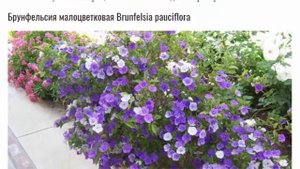 Цветок брунфельсия Уход в домашних условиях Размножение черенками Пересадка и обрезка