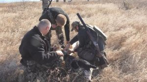 Щенок(Эпаньол бретон 8 месяцев, возраст) намертво вцепился в зайца.