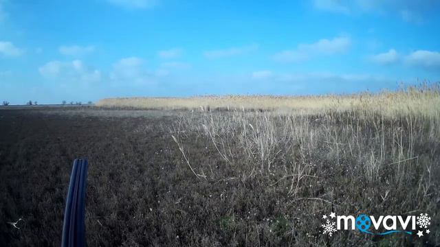 Коллективная охота на лису с гончими и ягдтерьером в Крыму . смотреть онлайн
