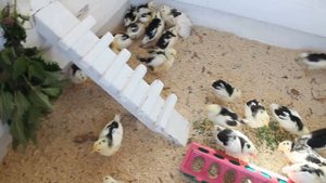 Уникальные куры в хозяйстве Деда ЧТП.