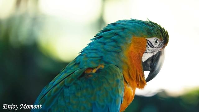 12 часов расслабляющей музыки?Музыка для снятия стресса,музыка для сна,музыка для медитации смотреть онлайн