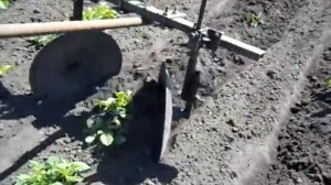 Первое окучивание картофеля