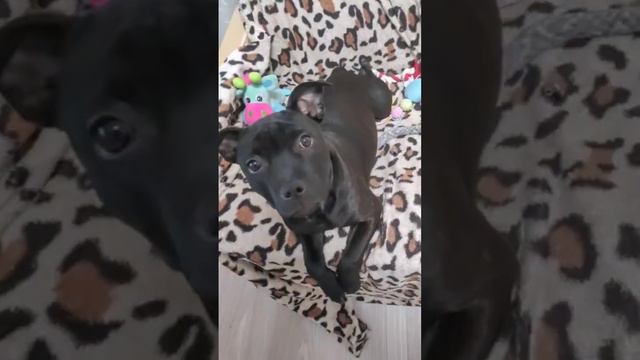 Стаффордширский Бультерьер Staffie