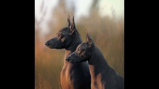 Ксолоитцкуинтли