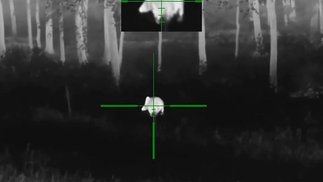 Охота на кабанов. Выстрел в кадре! Тепловизор Guide ТК451 и тепловизионный прицел Guide TU430.