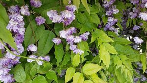 Глициния махровая