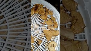 ГОВОРУШКА ДЫМЧАТАЯ.Clitocybe nebularis.Айнтопф из крупных сушеных грибов.Авторский рецепт.