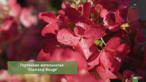 ТОП лучших сортов гортензии. Среднерослые сорта.