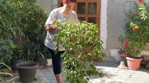 Обрезка Фикуса Бенджамина осенью.