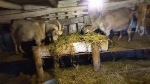 Как определить#сукозность#у коз. Цена на коз.Агрессия от блоггера