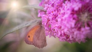 Сто часов счастья. Вероника Тушнова (слушать стихи о любви)