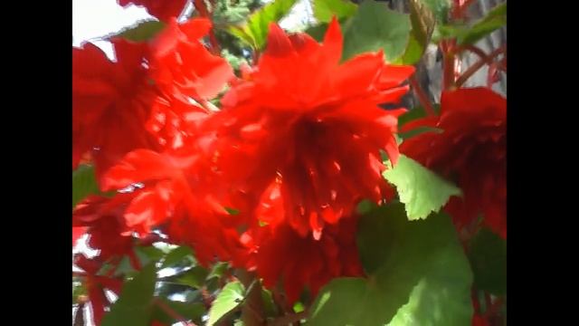 Бегония Иллюминейшн скарлет #бегония #цветы #цветок #flowers #begonia смотреть онлайн