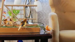 Самец и самка спорят из- за вкусной травы.