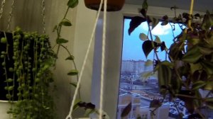 Цветы на окне. Цветы в интерьере. Обзор цветов.