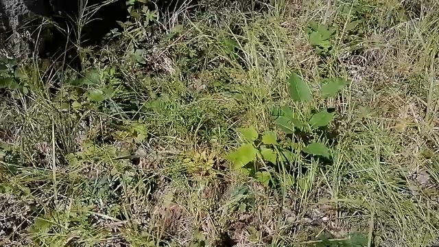 Грибы ТЮМЕНЬ 2021 август ! Грибов завались ! смотреть онлайн