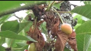 Победа над болезнями вишни и черевишни  Урожай, как никогда!