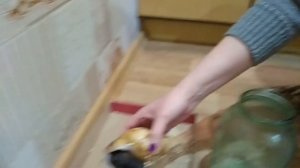 ВЫБРОШЕННЫЕ УЛИТКИ ДОМА  Улитка ахатина  УЛИТКИ АХАТИНЫ ВИДЕО  Спасение животных ВИДЕО ПРО УЛИТОК